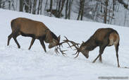 Winterimpressionen in Aschau am Chiemsee